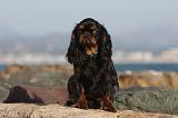 KING CHARLES SPANIEL 047
